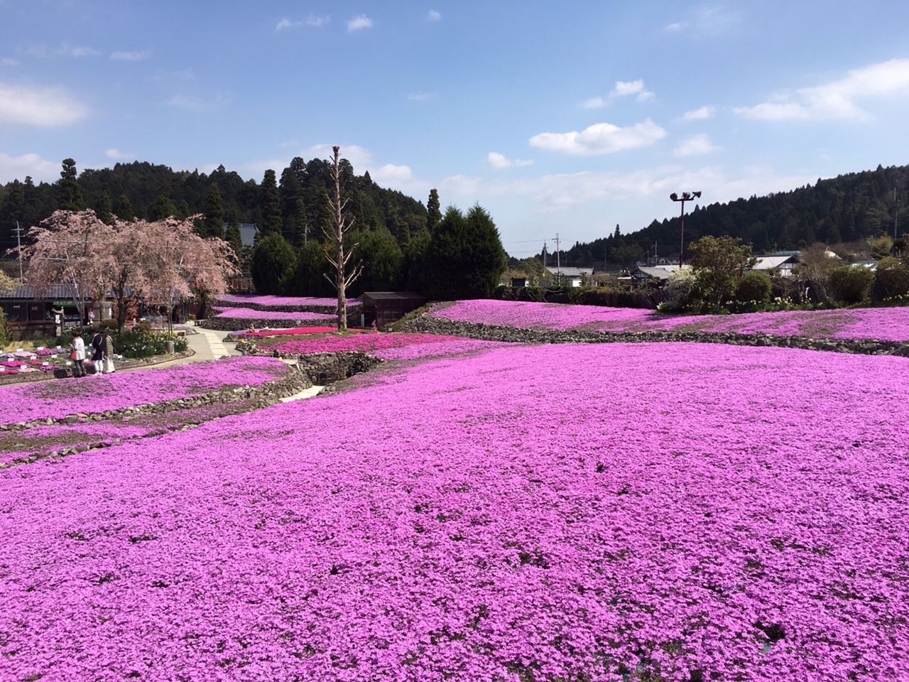 花のじゅうたん開花状況 ２０１６ ４ １９ さんだ物語